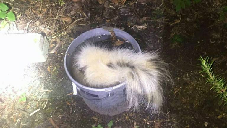 Het dode stinkdier lag in een emmer. (Foto: politie Eindhoven/Facebook)