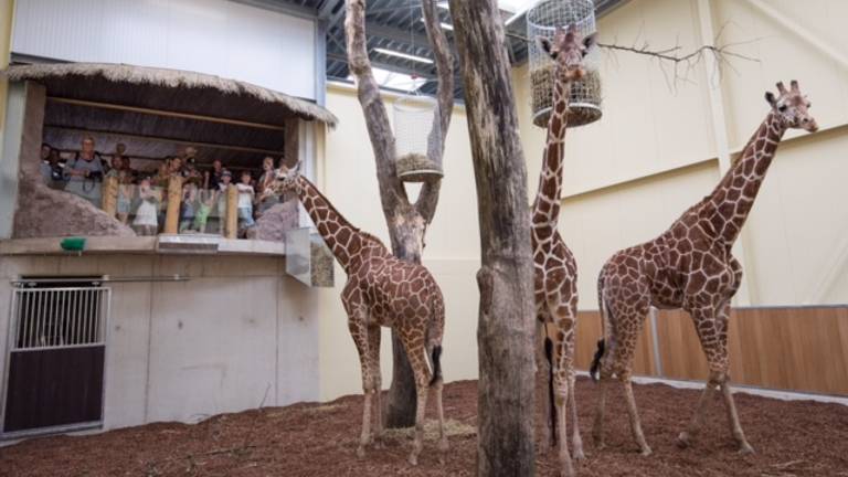 Bron: ZooParc Overloon