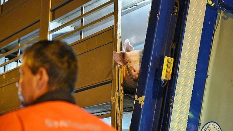 Vanwege het ongeluk kon een varken uit de vrachtwagen ontsnappen. (Foto: Toby de Kort)
