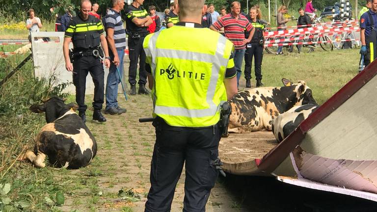 De vrachtwagen kantelde door onbekende oorzaak (foto: Bart Meesters/Meester MultiMedia)