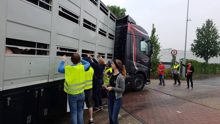 'Varkensknuffelaars' demonsteren bij varkenslachterij in Boxtel. Foto: Noël van Hooft
