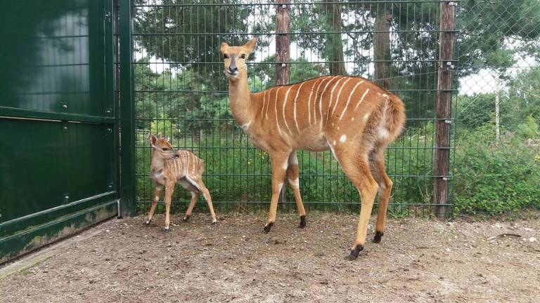 De jonge nyala met moeder Annamarie