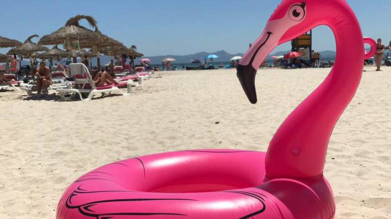 De flamingo kijkt de verkeerde kant op (foto: Niek Deckers)