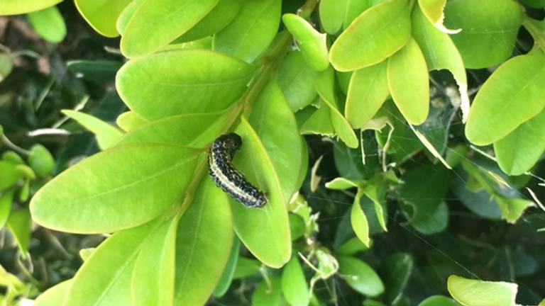 Buxusrups in de tuin. (Foto: Wesley van Laarhoven)