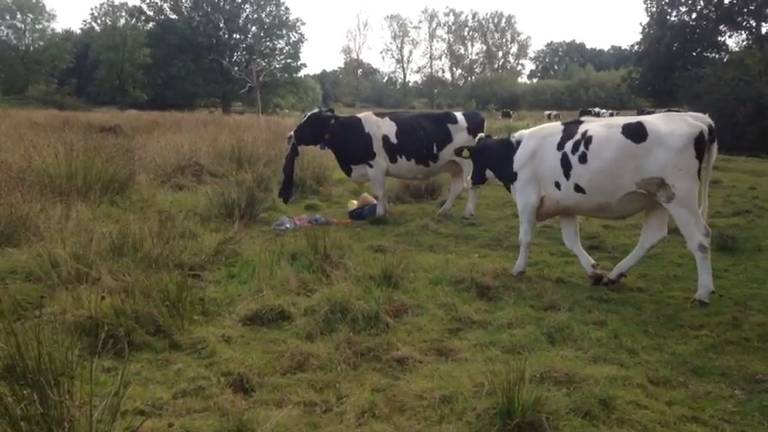 Koeien eten kleding op (Foto: Ellen Vossen)