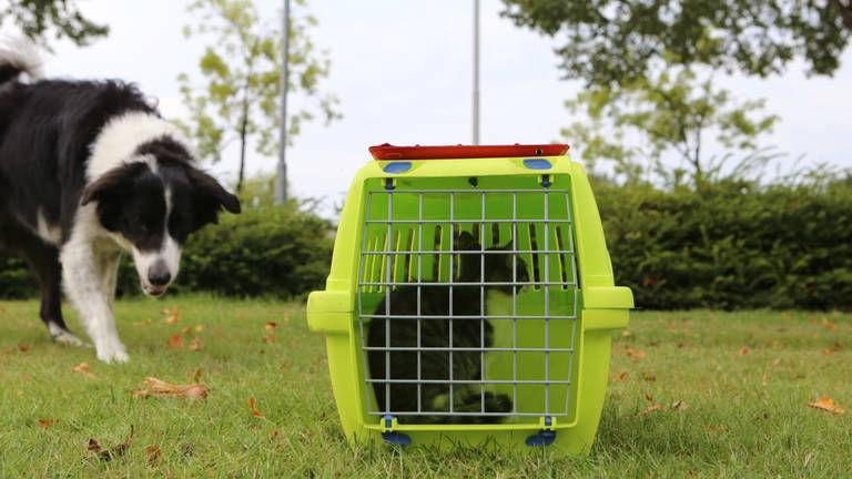 Poes in veilige haven na woningbrand (foto: Hans van Hamersveld).