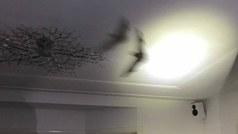 De vleermuis fladderde vrolijk rond door de woonkamer. Foto: Facebook politie