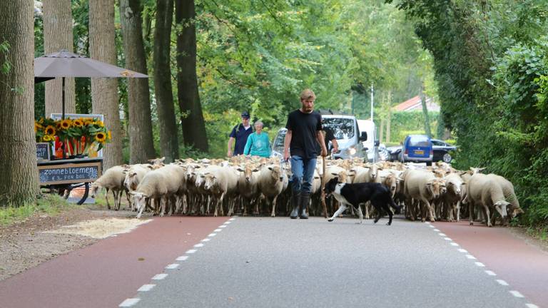 Kudde in Walik op weg naar Waalre (foto: Hans van Hamersveld)