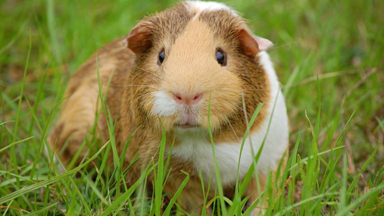 Een cavia (archieffoto).