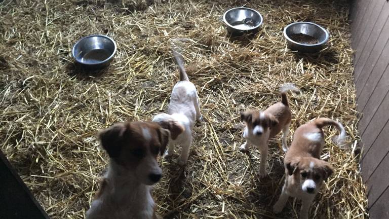 Kooikerhonden in een hok bij fokker Sjaak Branten in Haarsteeg (foto: Imke van de Laar) 