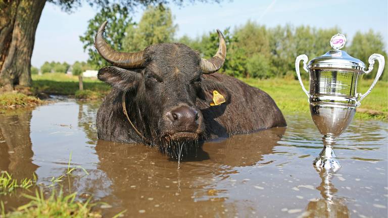 De waterbuffels genieten van hun modderpoel en hun prijs. (foto: Wakker Dier/Joost van Manen)