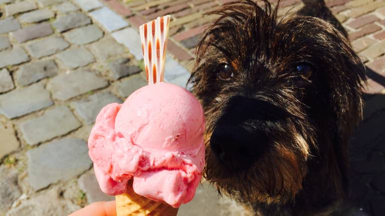 Hond Napoleon kijkt verlekkerd naar een ijsje