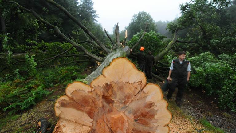 Scheidingsbeuk omgehakt (foto: Eveliene Jansen, Staatsbosbeheer)