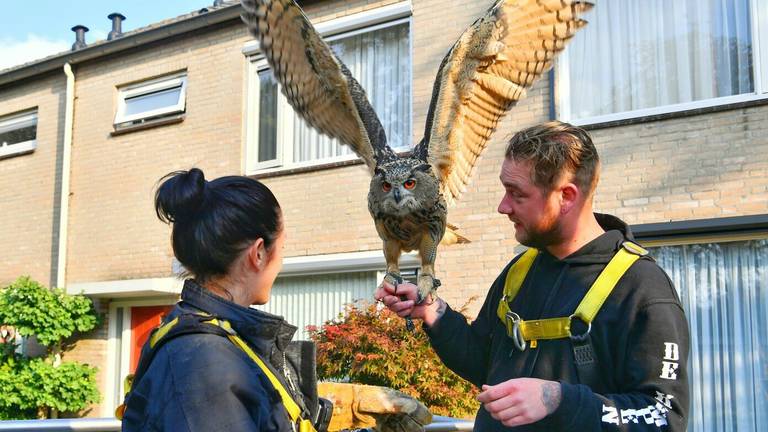 De oehoe is uit de boom gered (Foto: Rico Vogels)