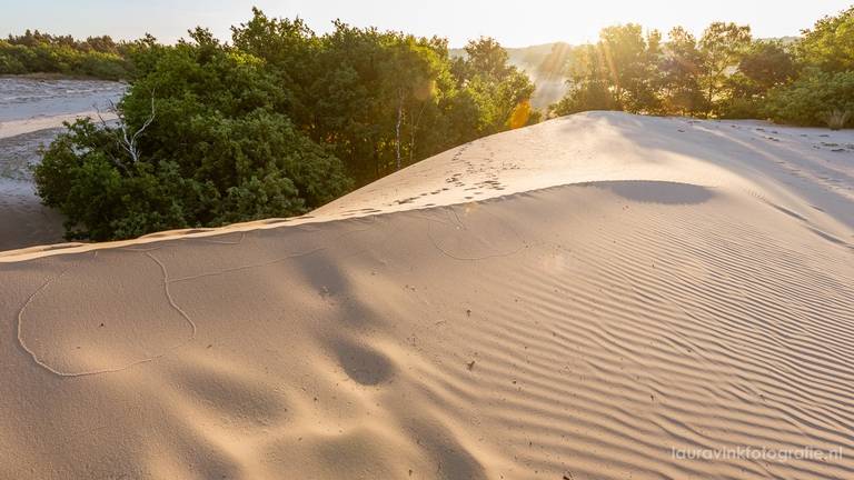 Een van de foto's van de Drunense Duinen (Laura Vink)