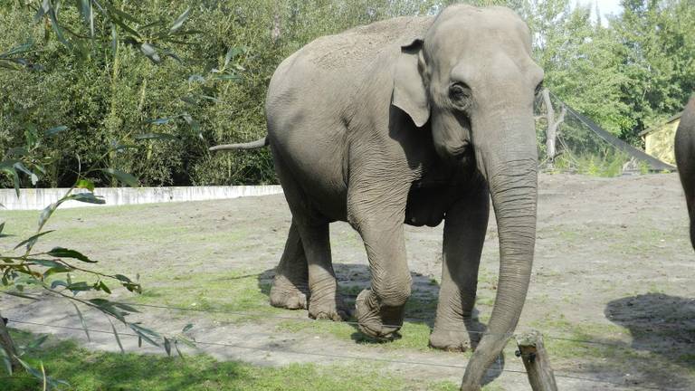 Htoo Yin Aye is zwanger van haar zesde jong. (Foto: Dierenrijk)