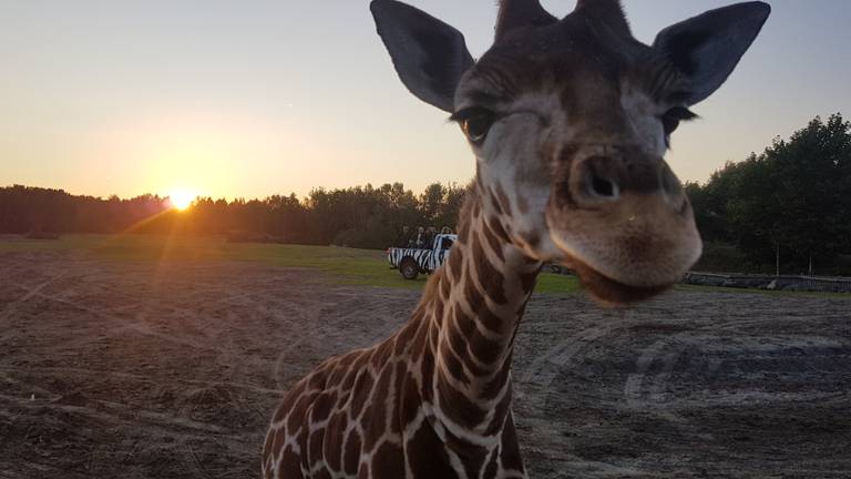 Giraffen kijken met ondergaande zon (foto Dirk Verhoeven)