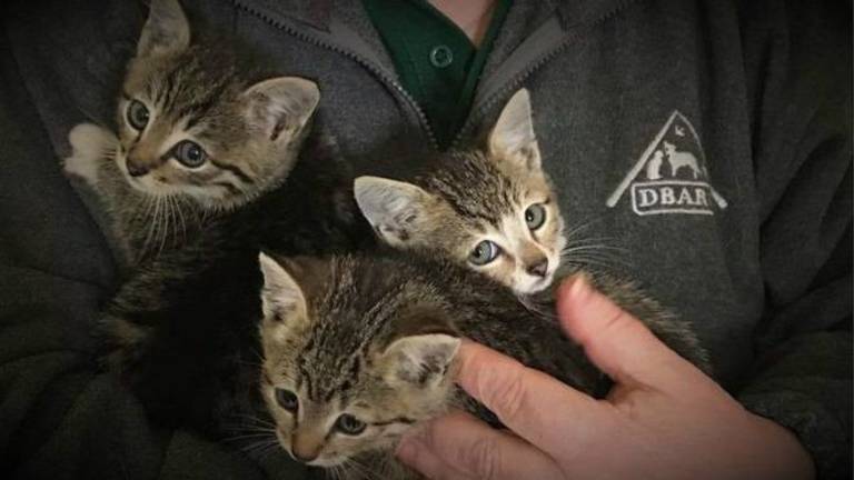 De drie kittens. (Foto: @DBARCBERKS)