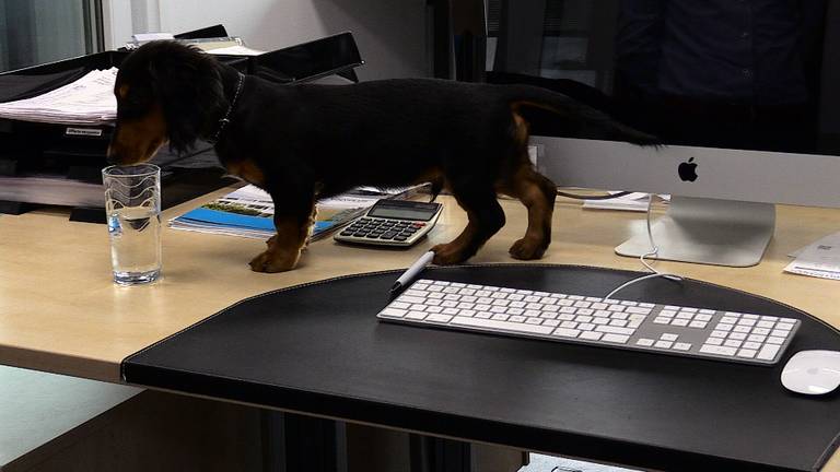 Kantoorpuppy Señor haalt een stout trucje uit. (Foto: Raymond Merkx)