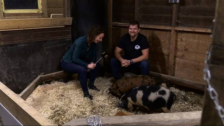 Bijzondere kunekune varkentjes uit Nieuw-Zeeland knorren vrolijk in Haps 