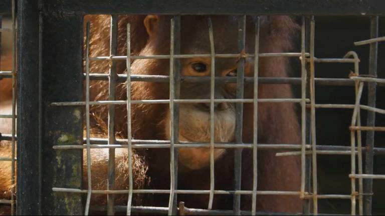 Er zijn steeds minder bossen voor orang-oetans in Indonesië.