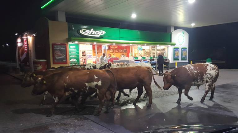 De koeien bij het tankstation (foto: André Luisterburg)