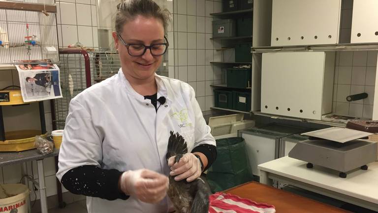 Een vogel wordt behandeld in het Vogelrevalidatiecentrum Zundert. (Foto: Erik Peeters)