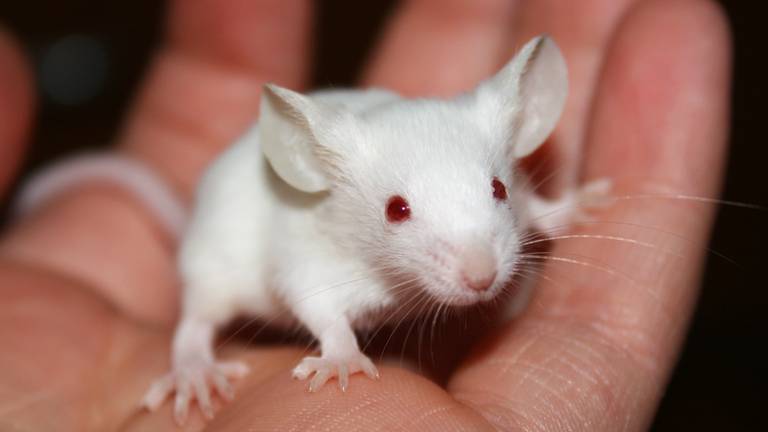 Een witte muis. (Foto: Steph Hiller/Flickr)