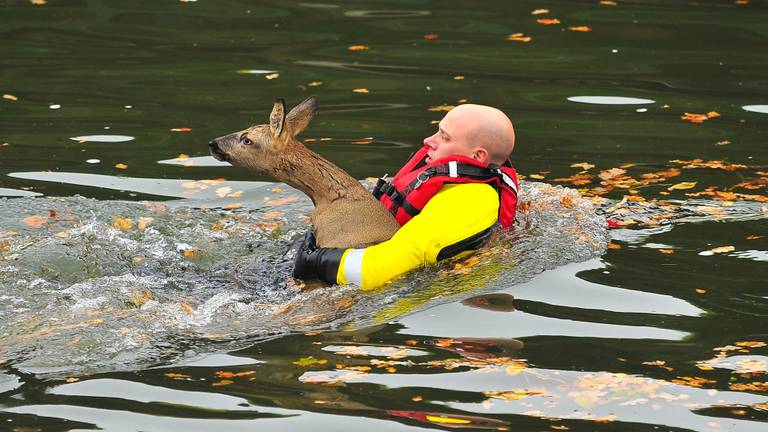 De opervlakteredder van de brandweer Someren heeft Bambi stevig vast. Foto: Johan Bloemers/SQ Vision