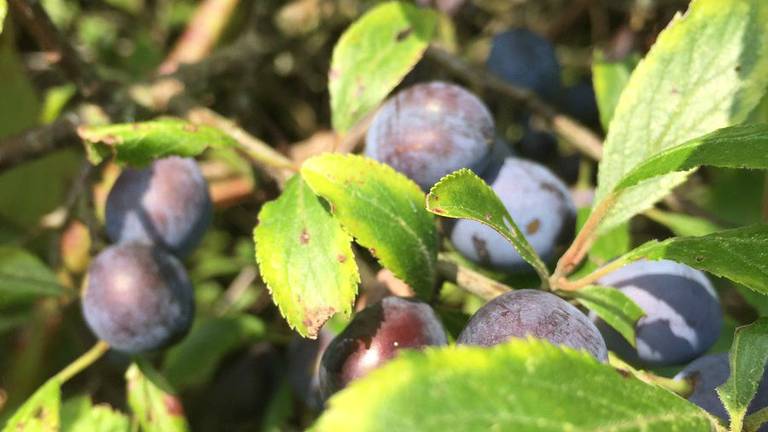 Bukina bilan porno video