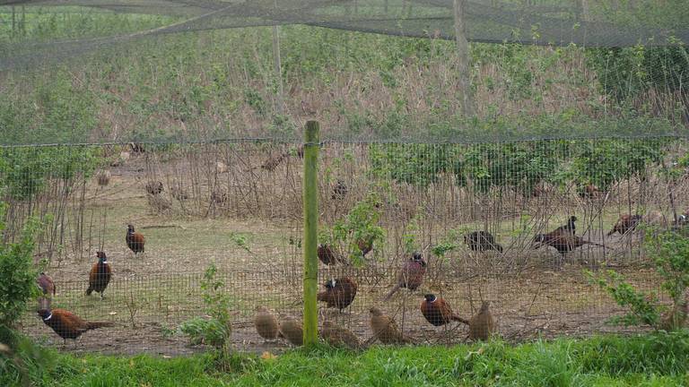 Enkele van de fazanten van de kweker in Deurne.