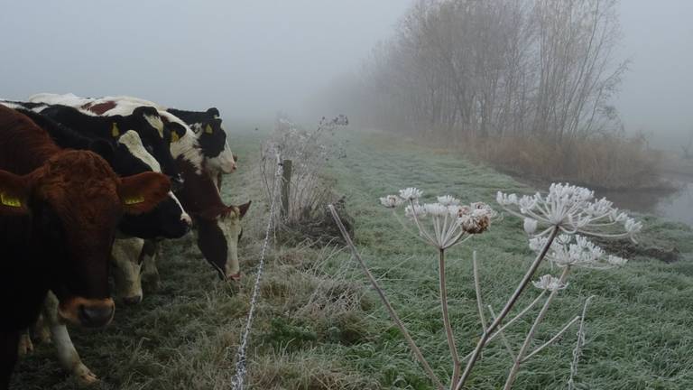 Omroep Brabant