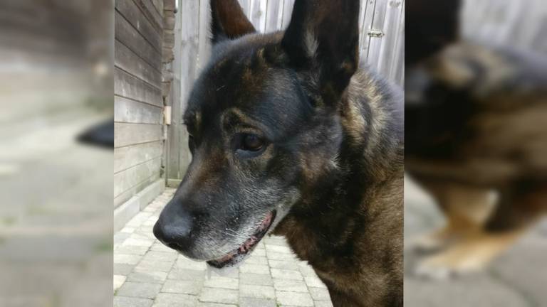 Na jaren van trouwe dienst is politiehond Arko op elfjarige leeftijd overleden. (Foto: Serge van Boven)