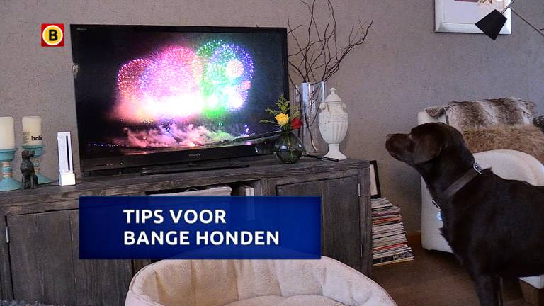 Hond flipt van vuurwerk (Foto: Raymond Merkx).