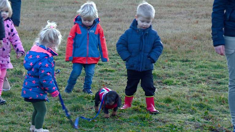 Huishond Takkie is enorm populair bij de kinderen van kinderdagverblijf Zo in Halsteren