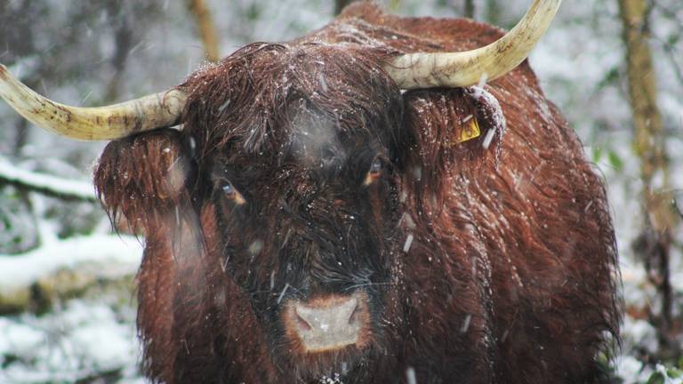 Sneeuw zorgt ook voor mooie plaatjes in Brabant