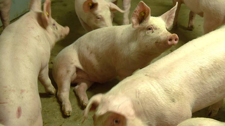 Ook voor varkens is het gezonder om niet heel lang in hun eigen shit te zitten. 