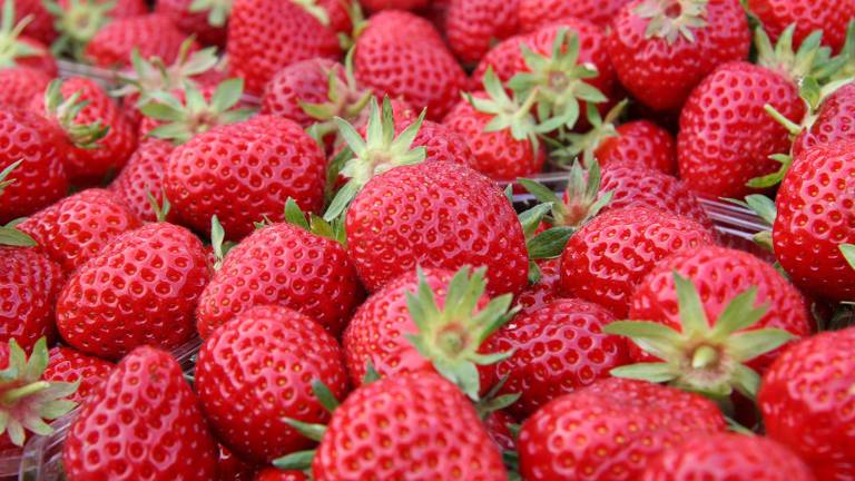 Hele jaar aardbeien dankzij West-Brabantse samenwerking. (Foto: freeimages.com)