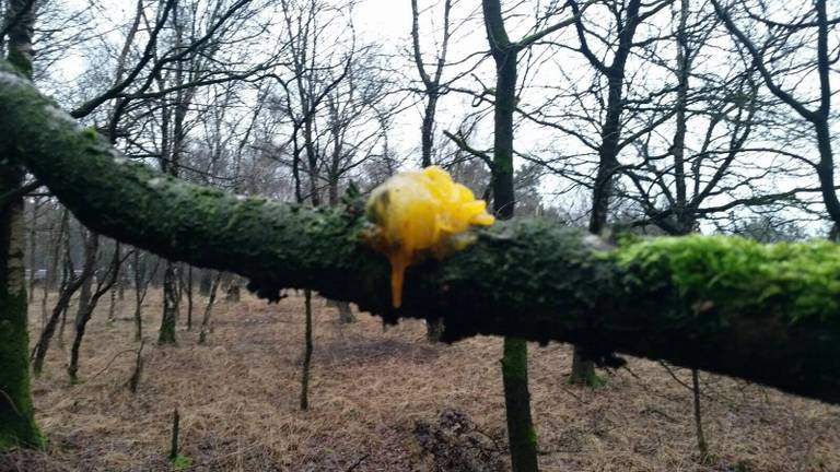 Omroep Brabant