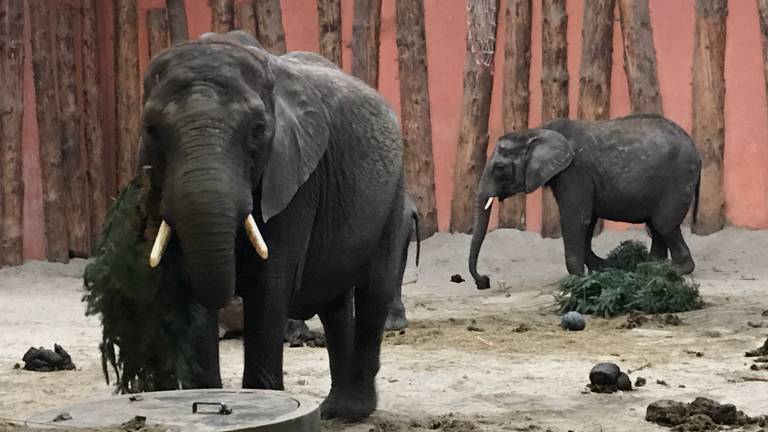 De olifanten kregen vijf kerstbomen opgediend als ontbijt. (foto: Eva de Schipper)