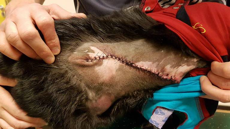 Kat Luna Zwaargewond Na Mishandeling Met Vuurwerk Hoe Kunnen Mensen Zo Harteloos Zijn Omroep Brabant