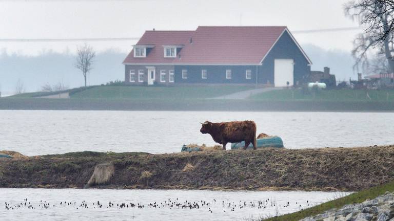 Veel dieren hebben last van het hoogwater (foto: Erald van der Aa).