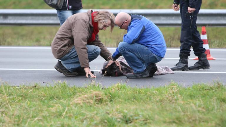 Een hond is zondagmiddag aangereden door een bestelbus op de A50 bij Veghel.  Foto's:  AS Media