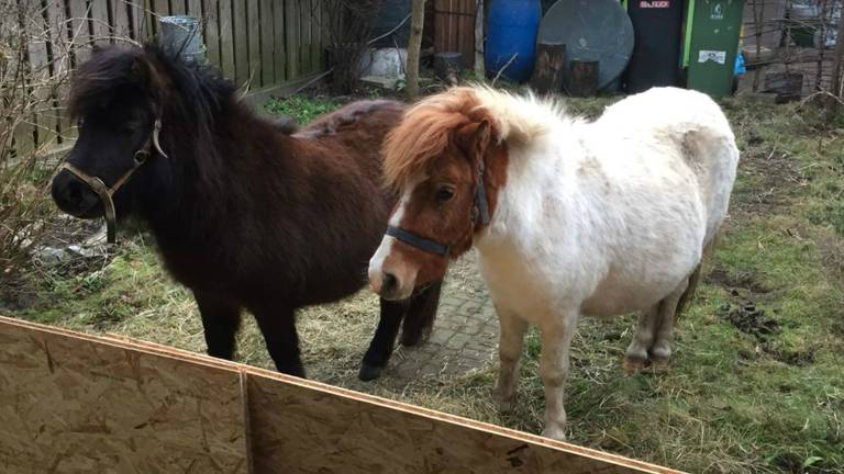 De twee gevonden Shetlandpony's. ( Foto: Regionaal opvangcentrum Ravestein)