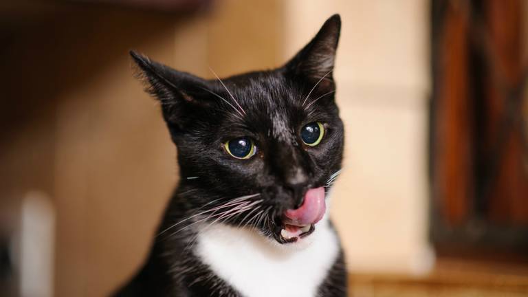 Katten moeten volgens Frans Kapteijns een belletje om (foto: Julian Schroeder/Flickr)