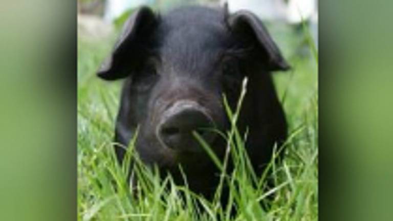 Een ander zwart varkentje (stockfoto)