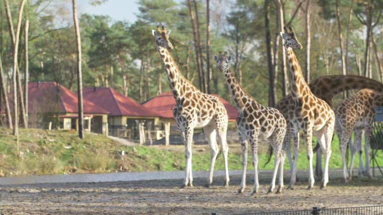 Giraffen verkennen de grote savanne van Safari Resort Beekse Bergen (Foto: Beekse Bergen)