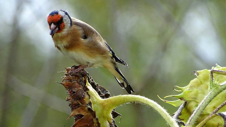 Een putter of distelvink.