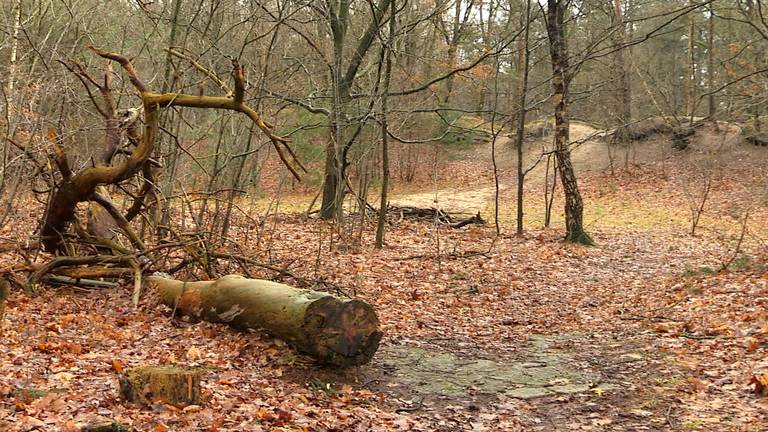 De kogelvanger in de Langeboomse bossen moet weg