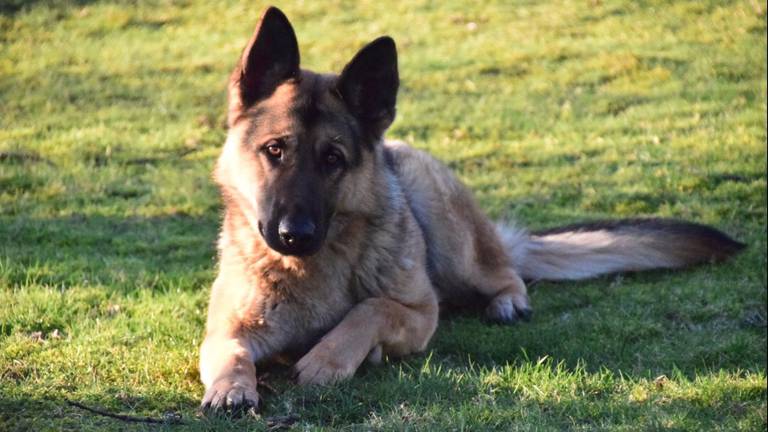 Hond Bruno heeft er niets aan over gehouden. (Foto: Anja van Hoek)